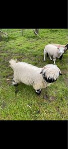 Unregistered pedigree valais blacknose ram lamb