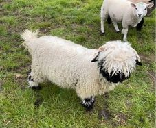 Unregistered pedigree valais blacknose ram lamb