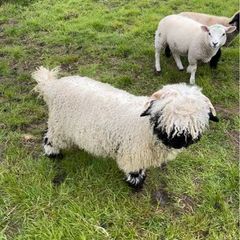 Unregistered pedigree valais blacknose ram lamb