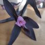 Tradescantia pallida purple jew plant in the ceramic pot Image 3