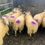 Hoggets Image 7