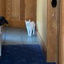 Caring home needed for two kittens Image 4
