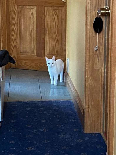 Caring home needed for two kittens