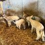 Lambs Image 4