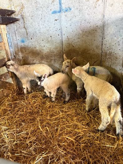 Lambs