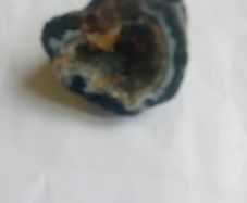 petrified wood piece