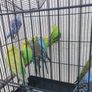 bird cage Image 3