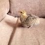 Coturnix quail chicks Image 2