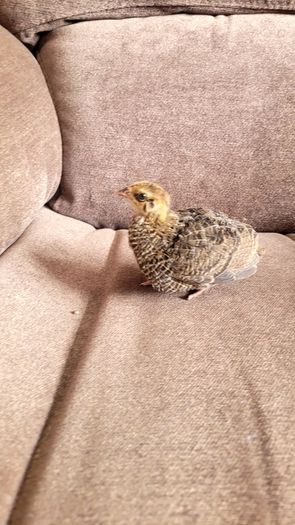 Coturnix quail chicks