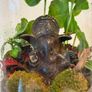 Ganesha Living Closed Terrarium Image 2