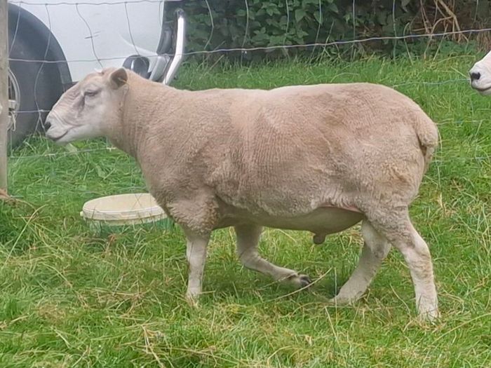 4 Year Old PBNR Belclare Ram