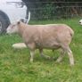4 Year Old PBNR Belclare Ram Image 3