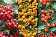 Pyracantha Firethorn Hedging
