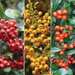 Pyracantha Firethorn Hedging
