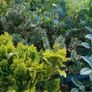 Large Plants and Shrubs Image 7