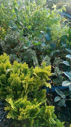 Large Plants and Shrubs
