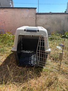 dog box free