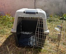 dog box free