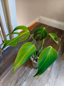 No.4 Monstera Burle Marx Flame