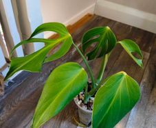 No.4 Monstera Burle Marx Flame