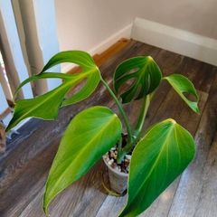 No.4 Monstera Burle Marx Flame