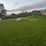 tuam mart 20th October dispersal sale Image 4