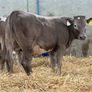 10 Continental Heifers - Image 10