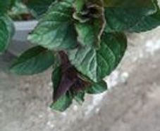 Chocolate Mint
