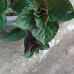 Chocolate Mint