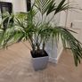 kentia palm Image 4