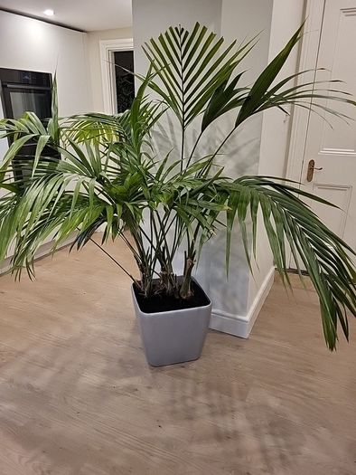 kentia palm