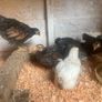 8 chicks - 5 weeks old Image 2