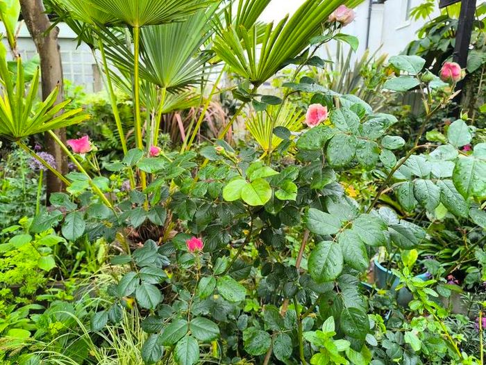 garden plants