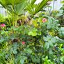 garden plants Image 4