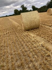 Barley straw