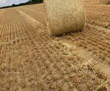 Barley straw