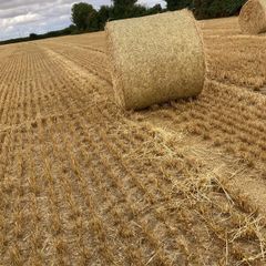 Barley straw