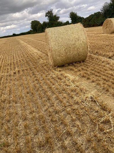 Barley straw