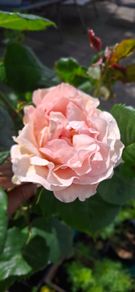 Salmon peach coloured rose (highly fragrant)