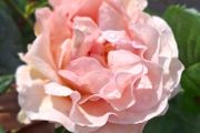 Salmon peach coloured rose (highly fragrant)