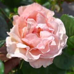 Salmon peach coloured rose (highly fragrant)