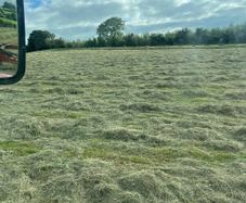 Square bales of hay for sale