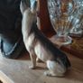 Vintage German Shepherd figure. Image 4