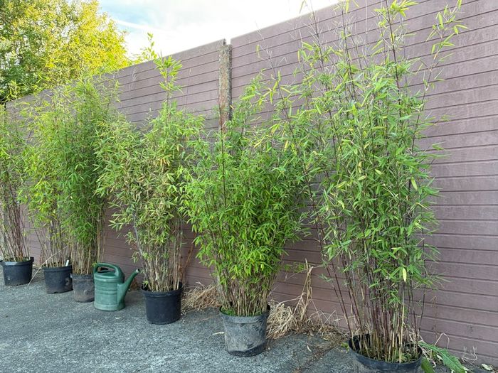 large clumping bamboos