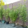 large clumping bamboos Image 4