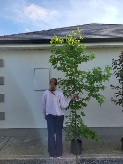 trees for sale