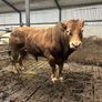 Bull Image 7