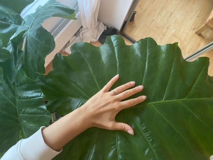large plant elephants ear