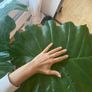 large plant elephants ear Image 7