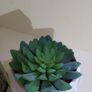 Artificial Succulent Image 3
